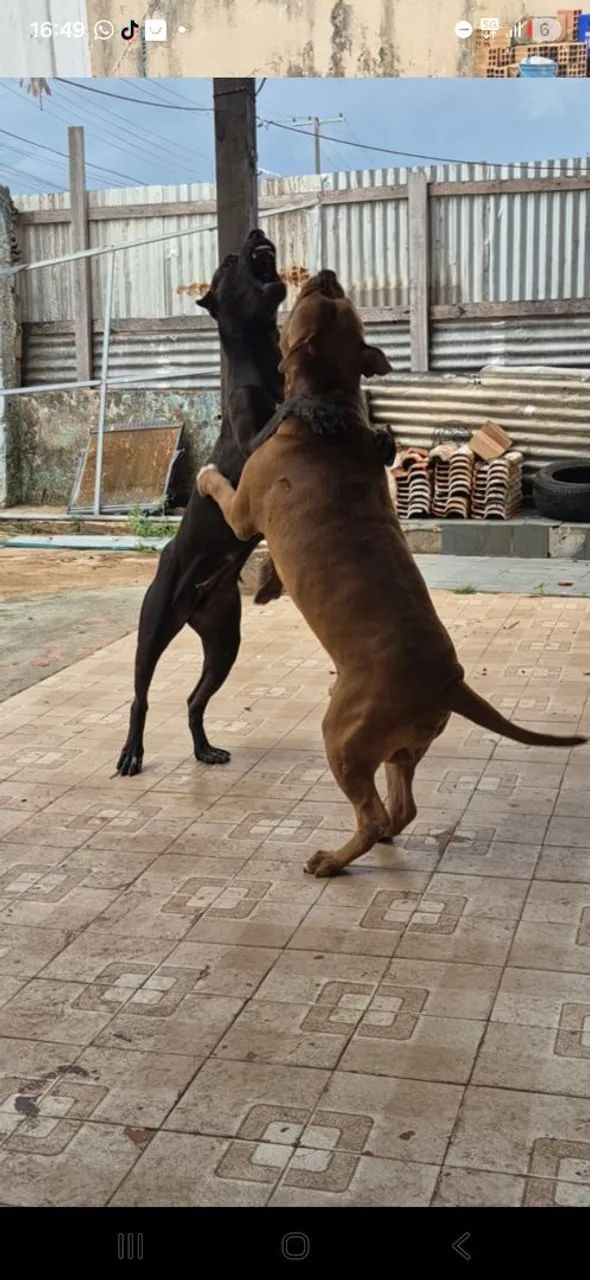 Pit bulls  - Foto 3