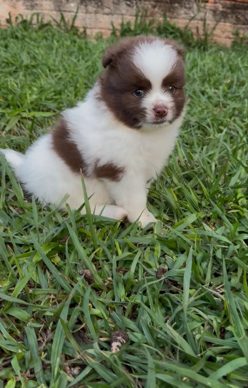 Spitz alemão menino  - Foto 3
