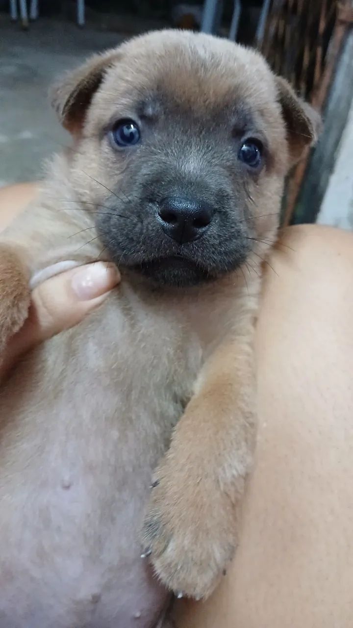 Chow chow  - Foto 2