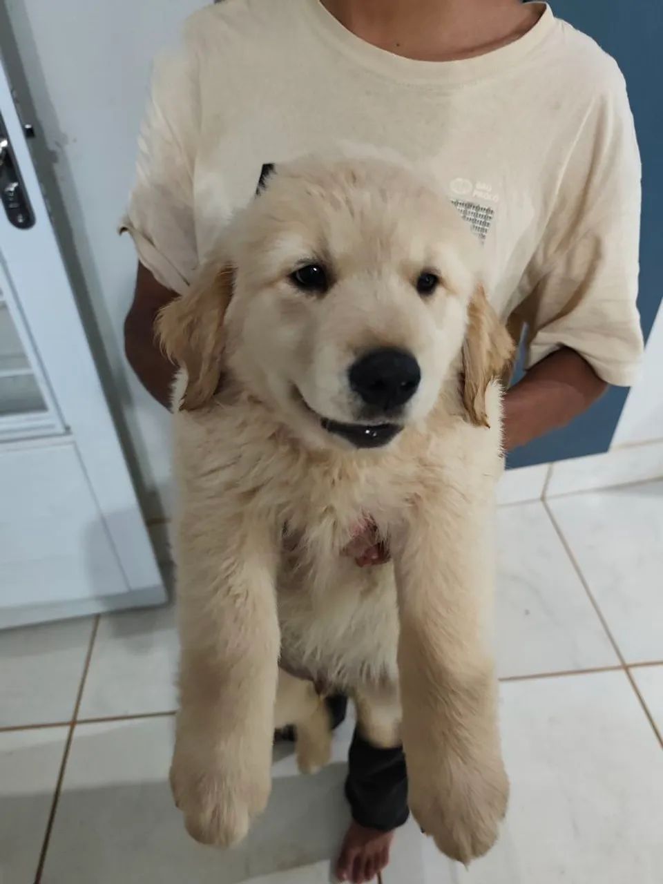 Filhote MACHO DE GOLDEN RETRIEVER 
