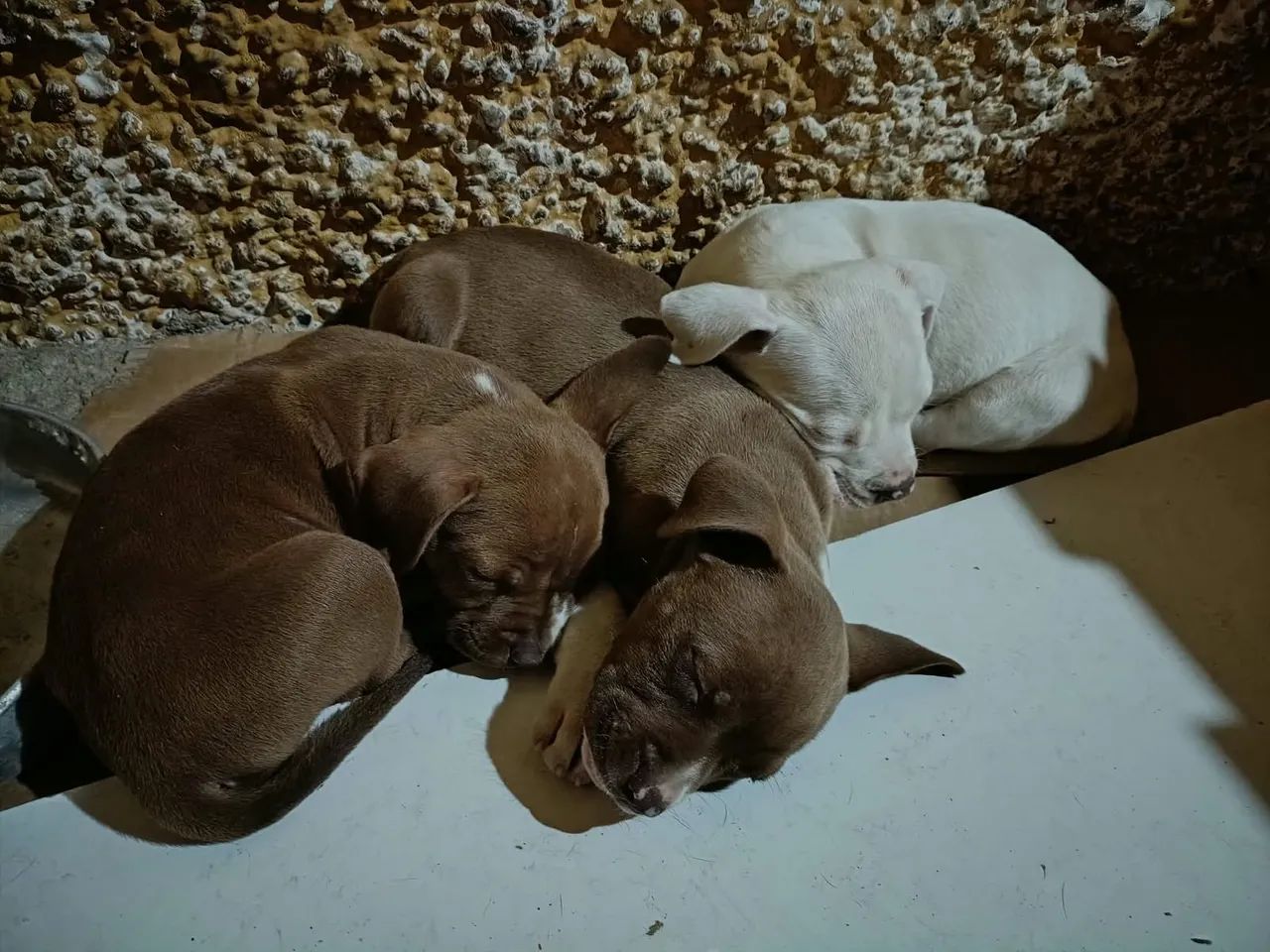 Pitbull american terrier  - Foto 4