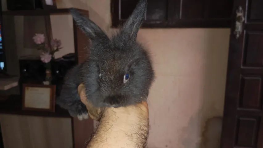 Filhote de Coelho da Raça Mini Lion - Foto 3