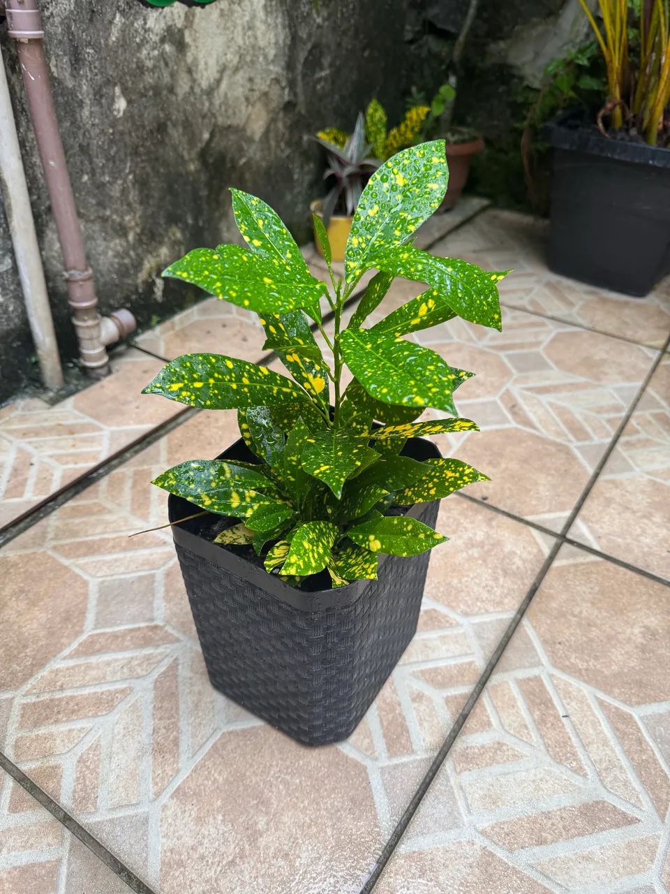 Planta brasil