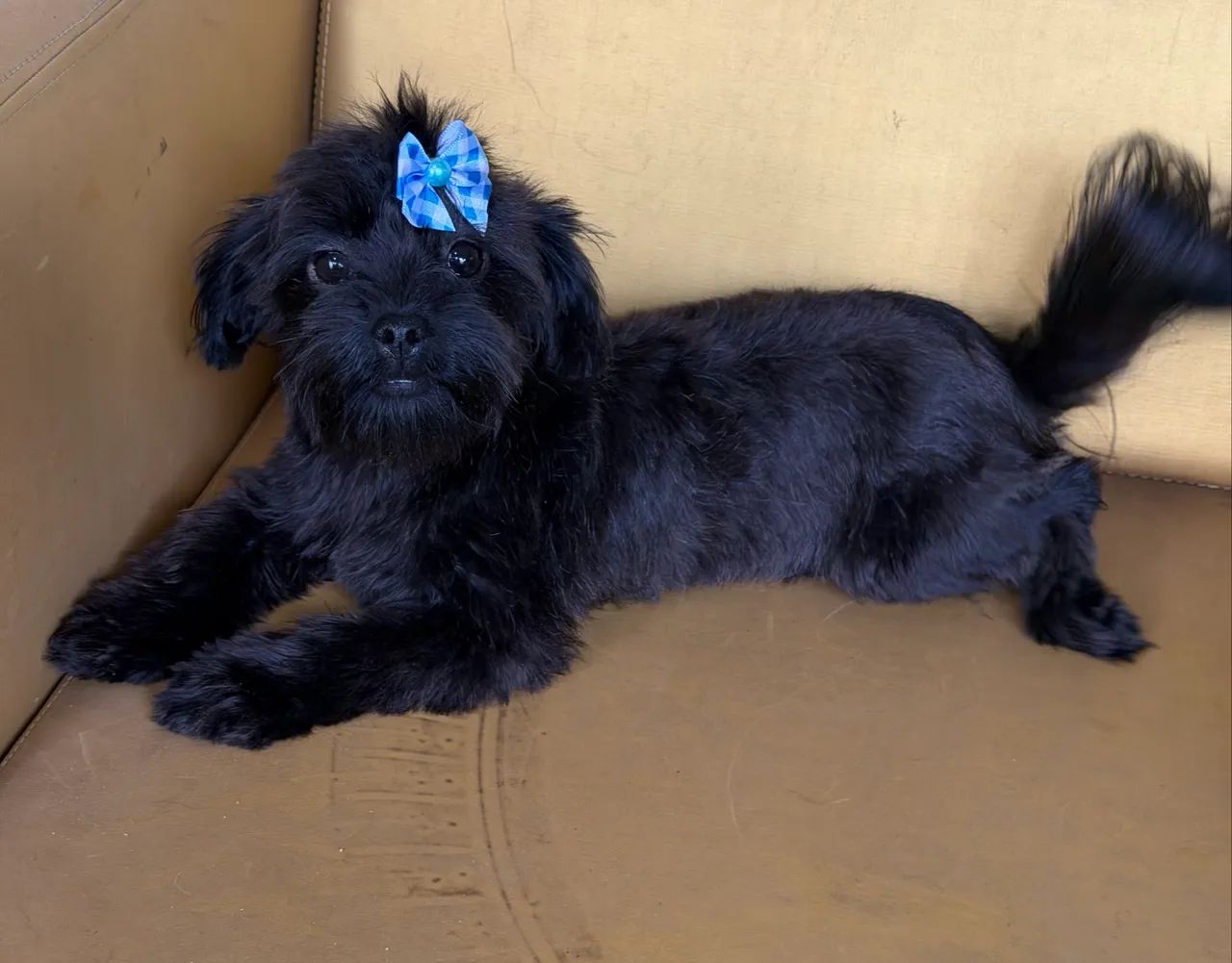 Fêmea 5 meses bem pequena  - Foto 2