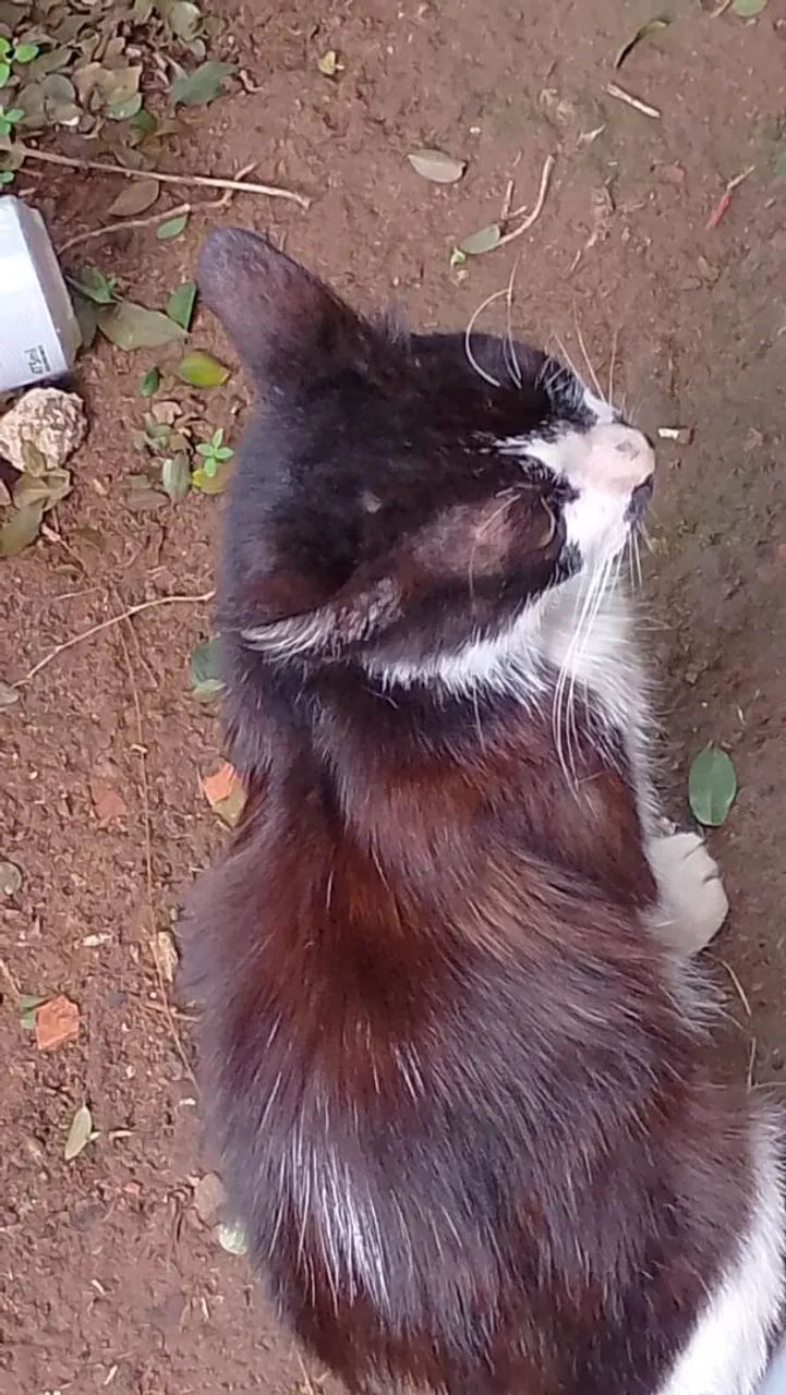 Gato - Foto 2