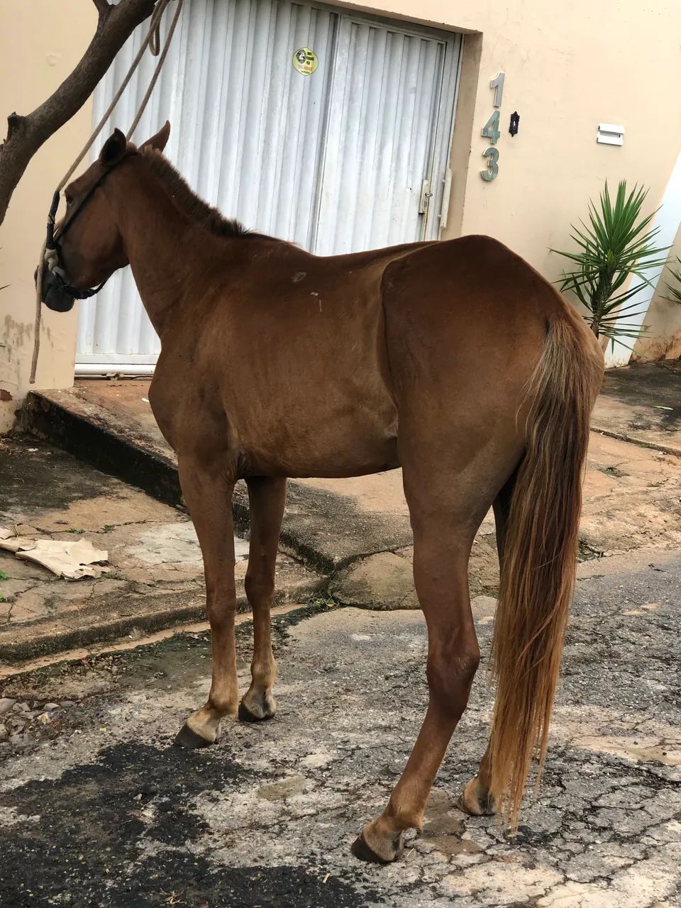 POTRA DE MARCHA PICADA - Foto 2
