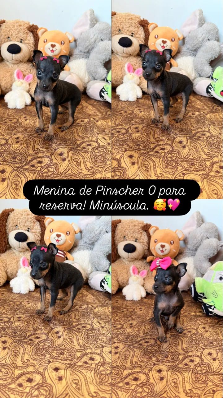 Pinscher 00 disponível 