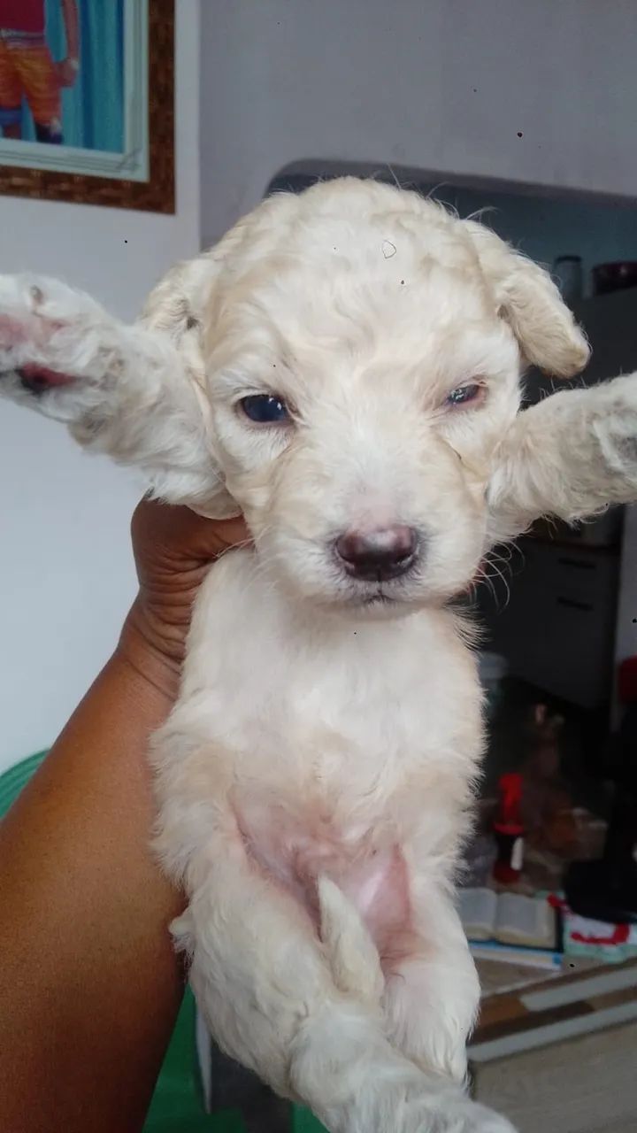 Cachorrinho poodle - Foto 4