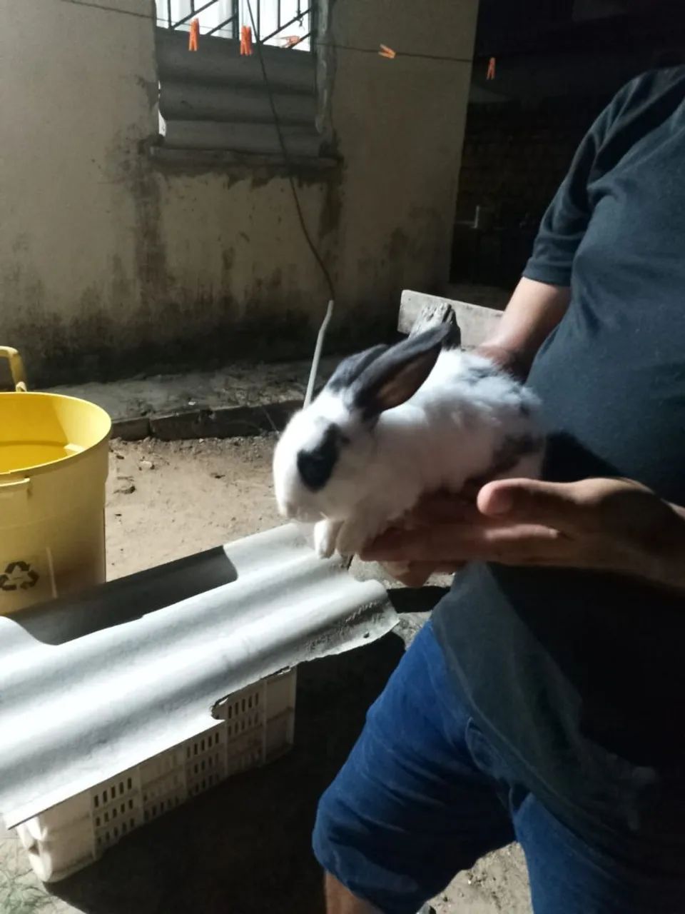 Vende se coelho ? - Foto 4
