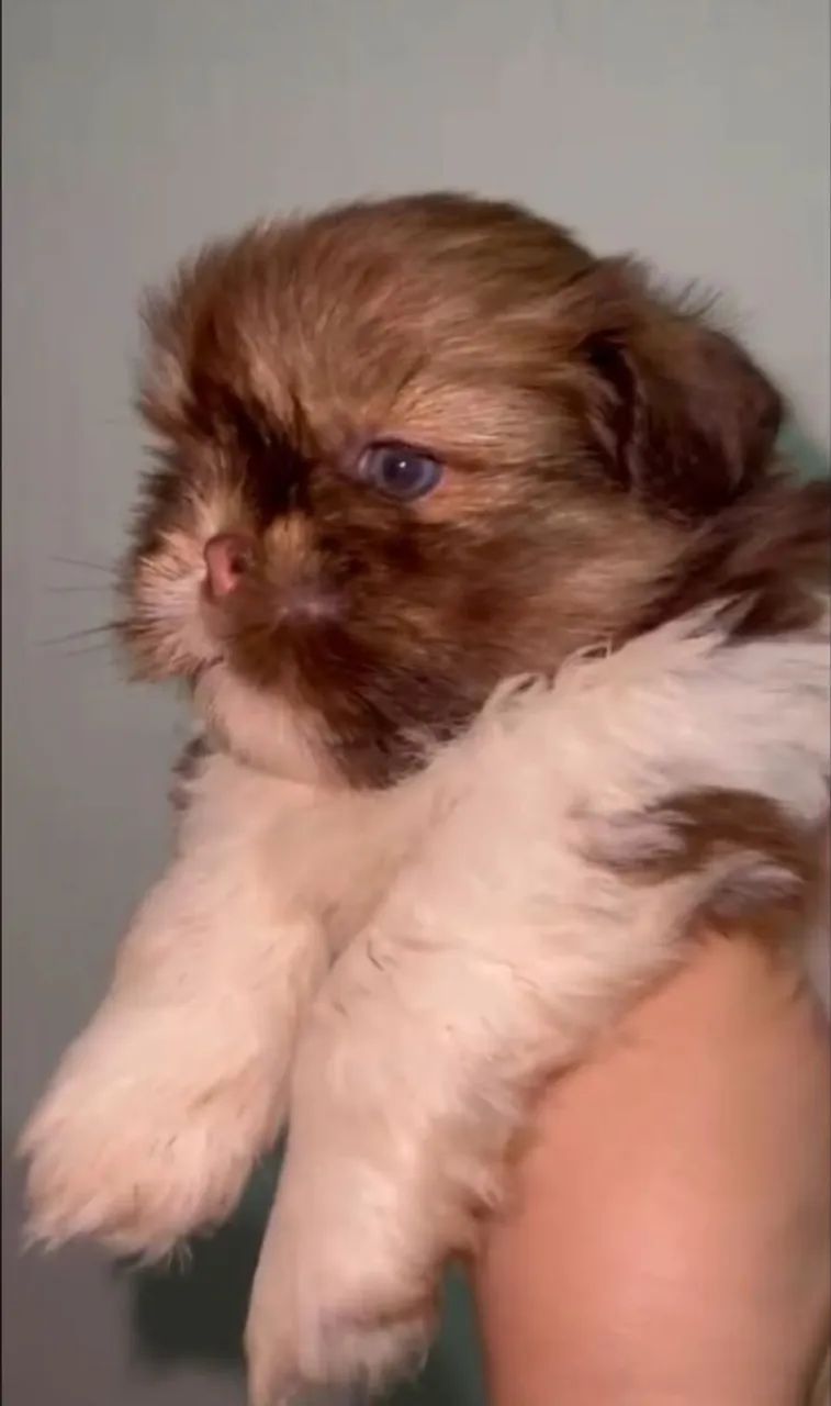 Shih tzu - Foto 2