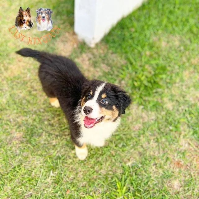 Pastor Australiano com Pedigree - Foto 4