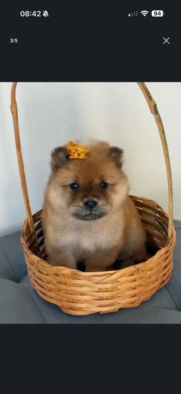 Chow Chow  - Foto 2
