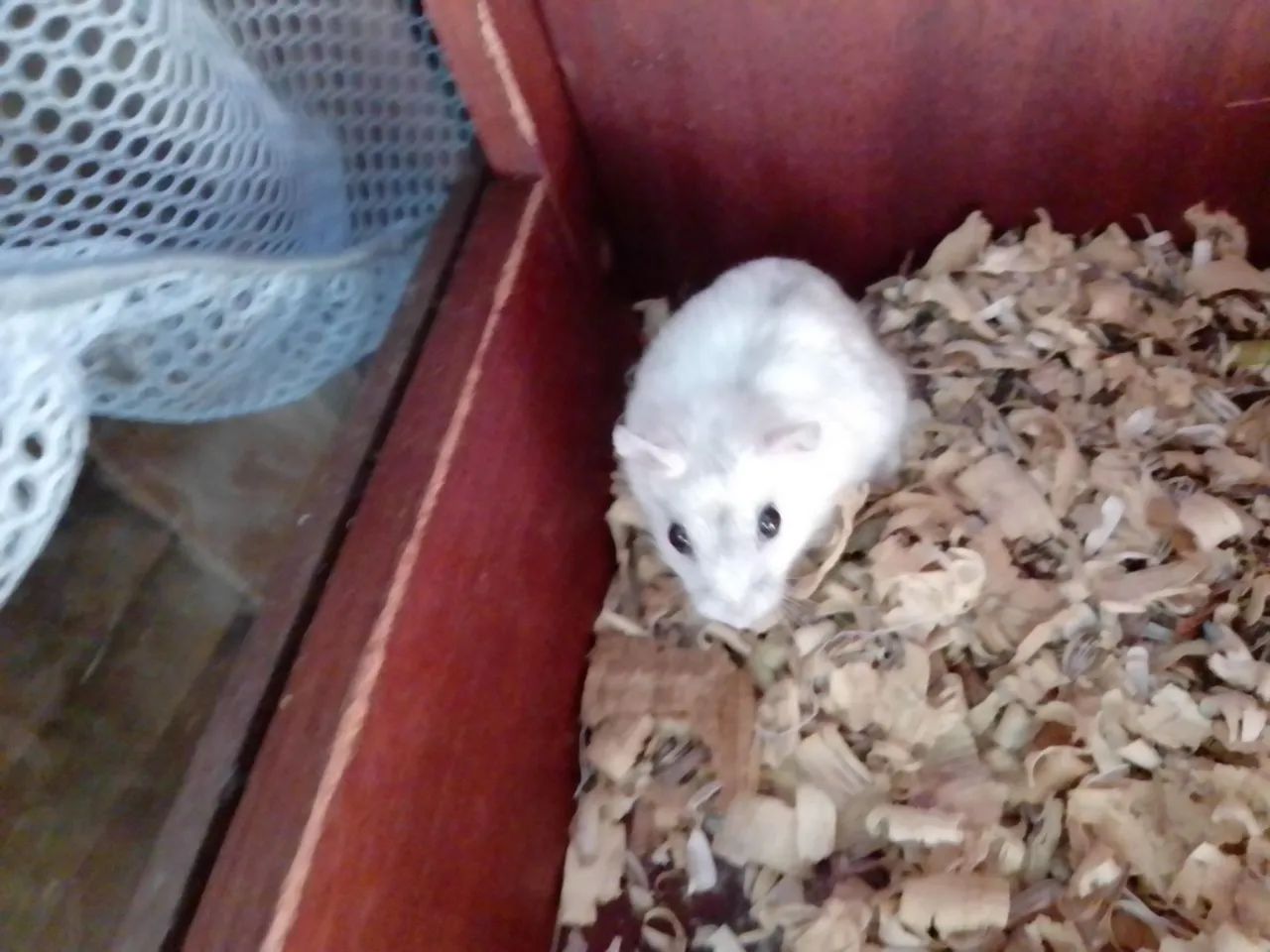 Hamster anão russo 
