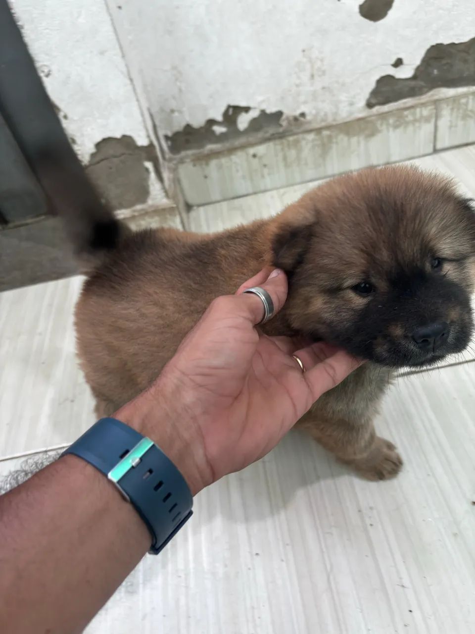 Chow chow filhote - Foto 4