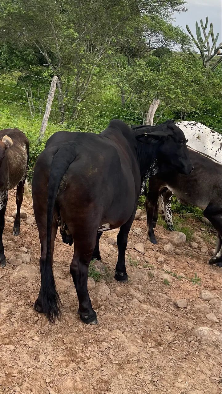 Vaca Mestiça zebuina
