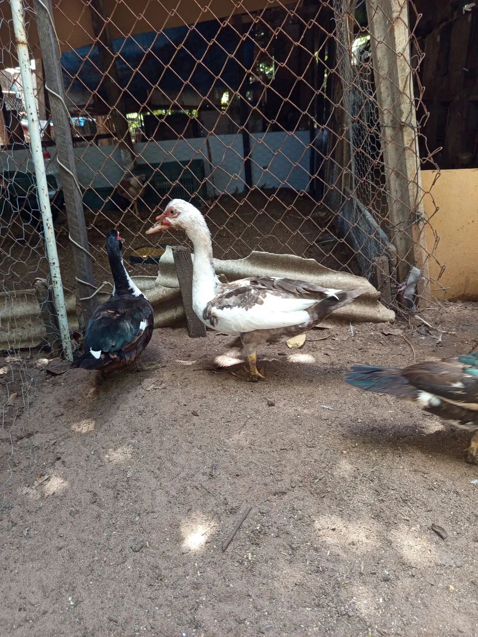 Patos  - Foto 4