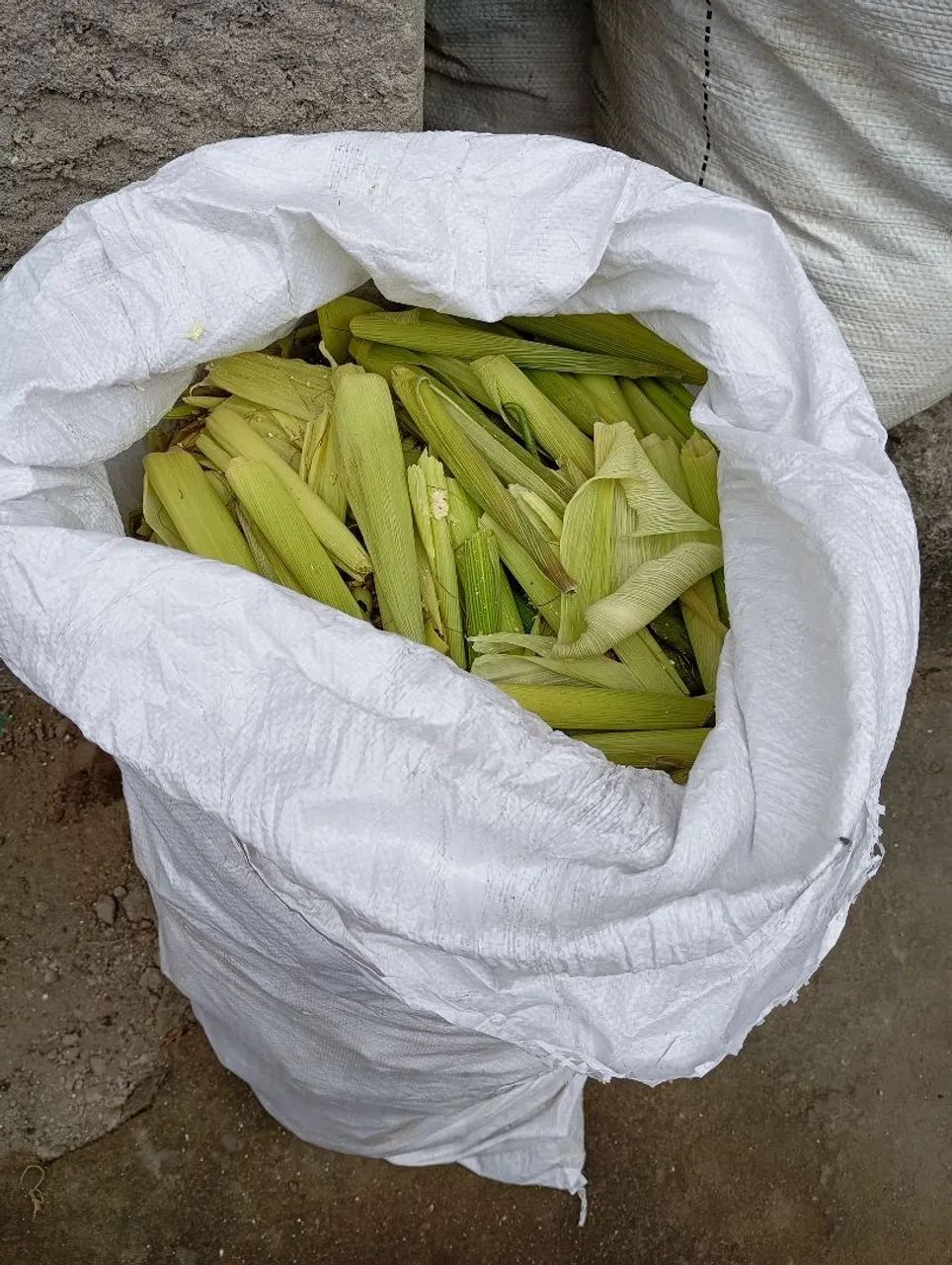 Palha de milho para alimentar animais,cavalo,gado...