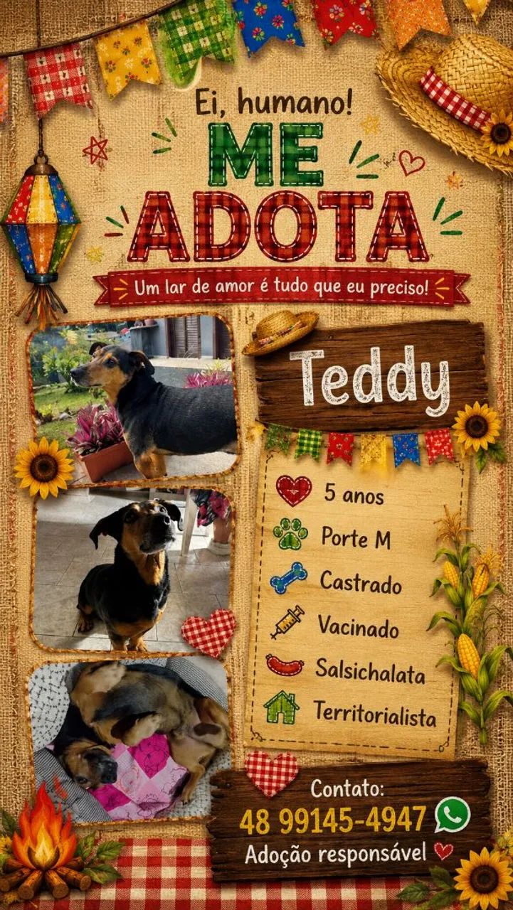 Adoção cachorro - Teddy