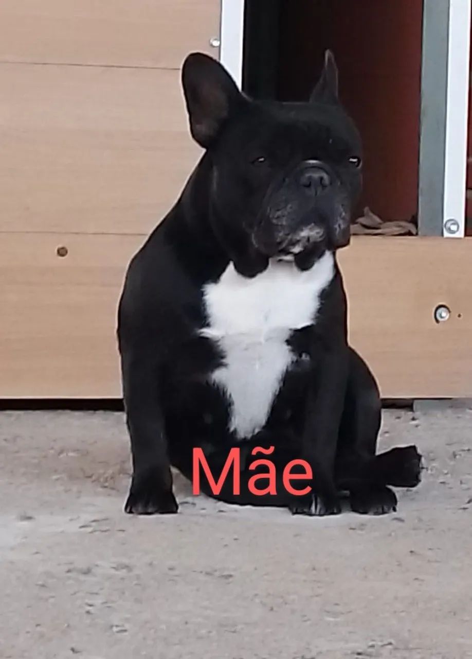 Buldogue francês  - Foto 3
