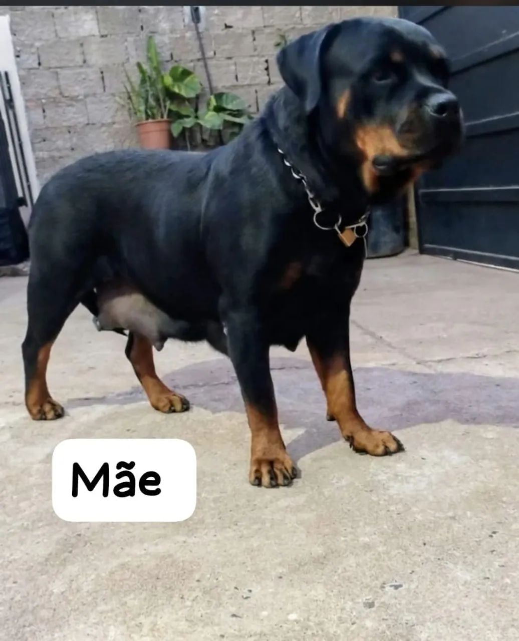 Rottweiler  - Foto 3