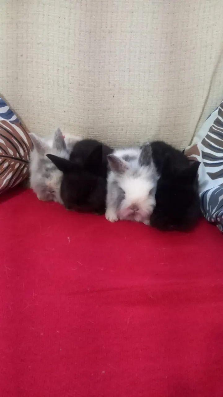 Filhote de Mini Coelhos raça Fuzzy Lop - Foto 2