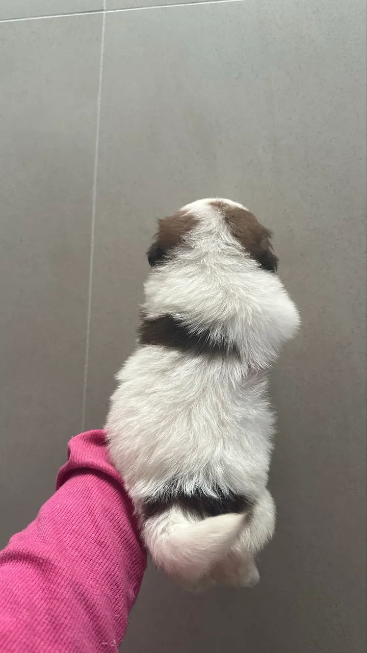 Shihtzu femea - Foto 3
