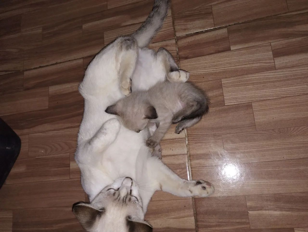 Gatinho macho para doação  - Foto 3