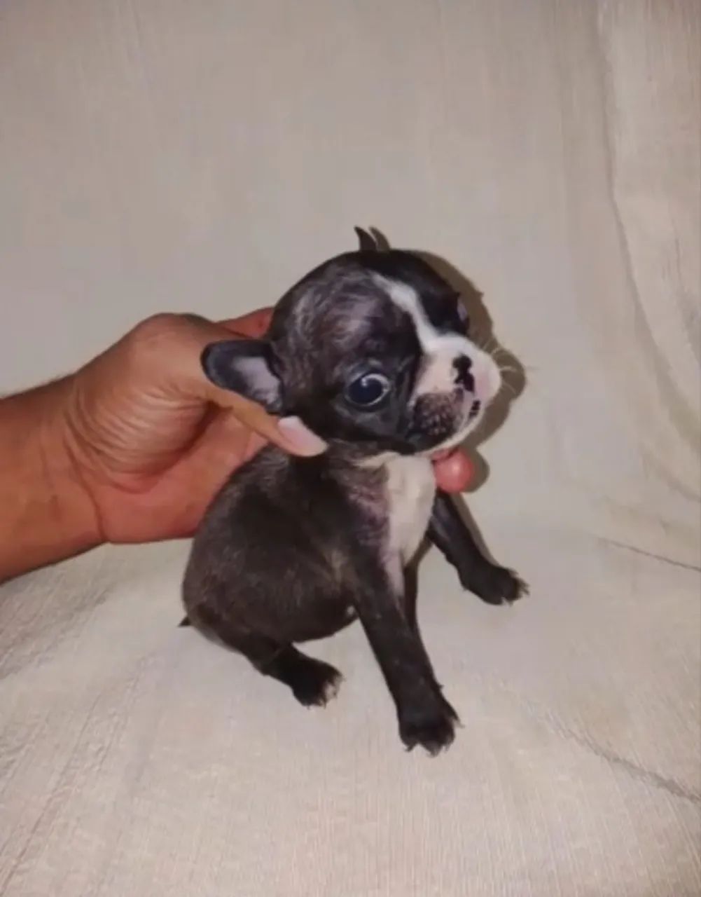 Buldogue micro machinho 