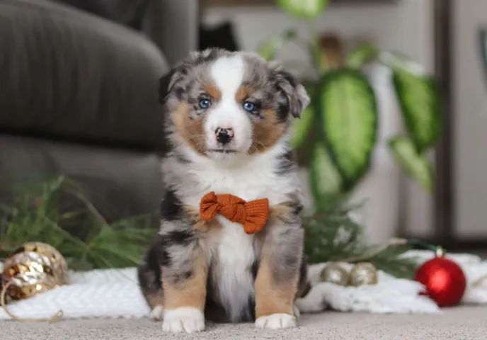 ? Border Collie ? ALTA PROCURA
