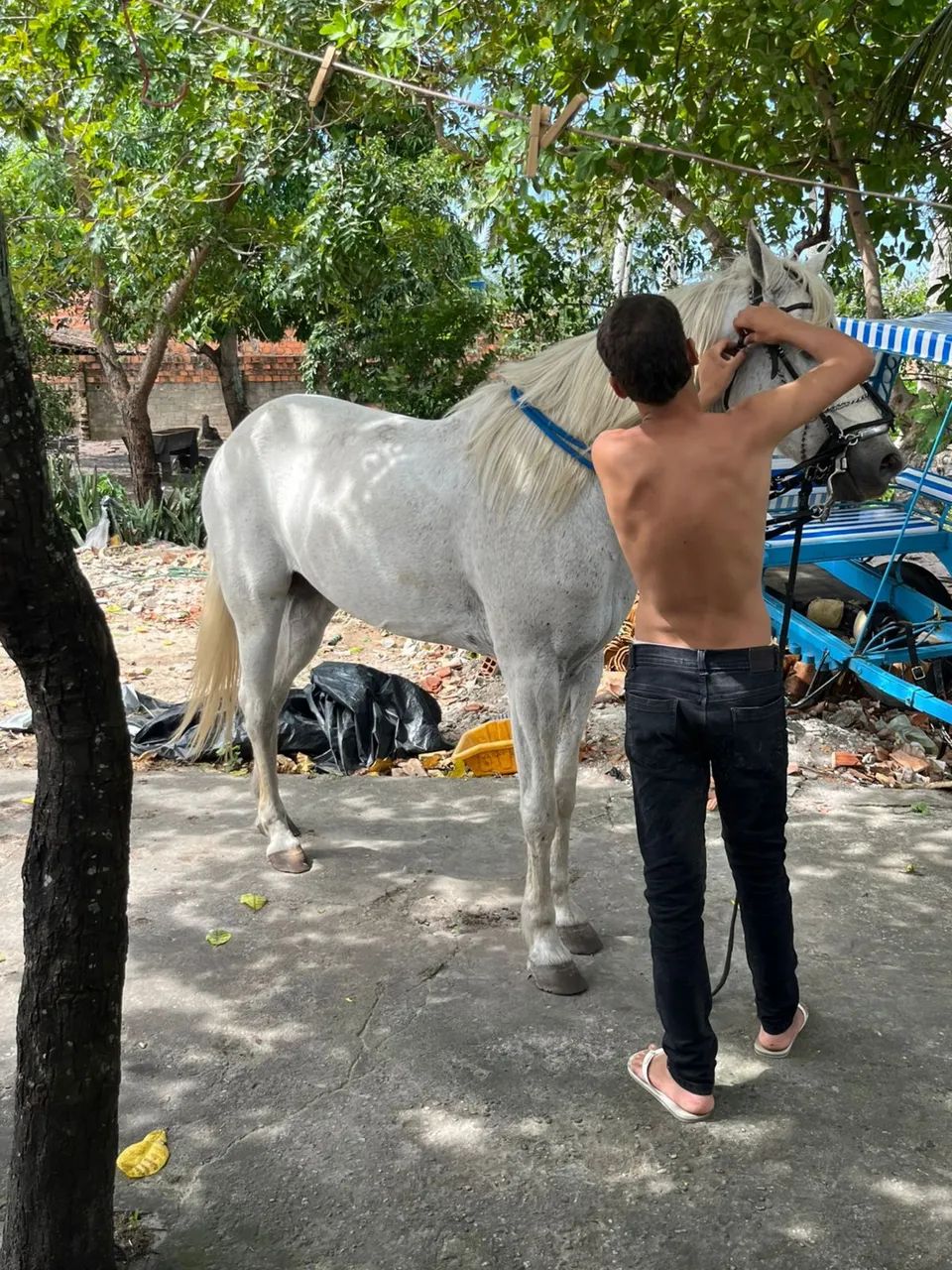 Cavalo mangalarga  - Foto 3