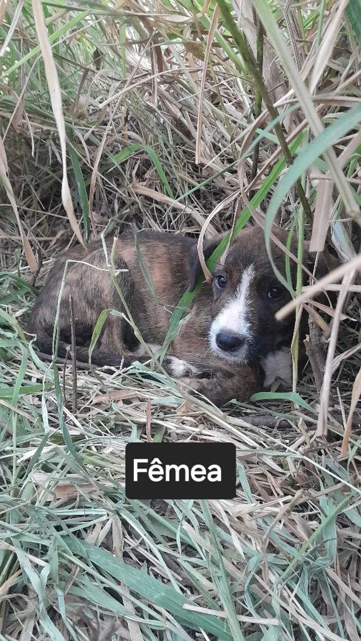 Doação  - Foto 2