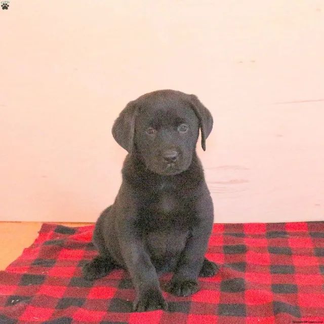 ? Chama e veja os mais lindos