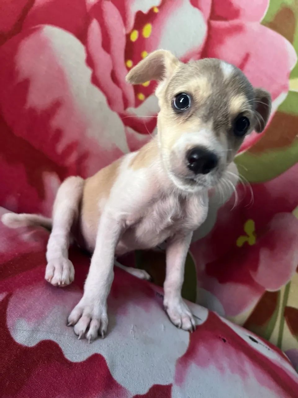 Cachorrinhos - Foto 5