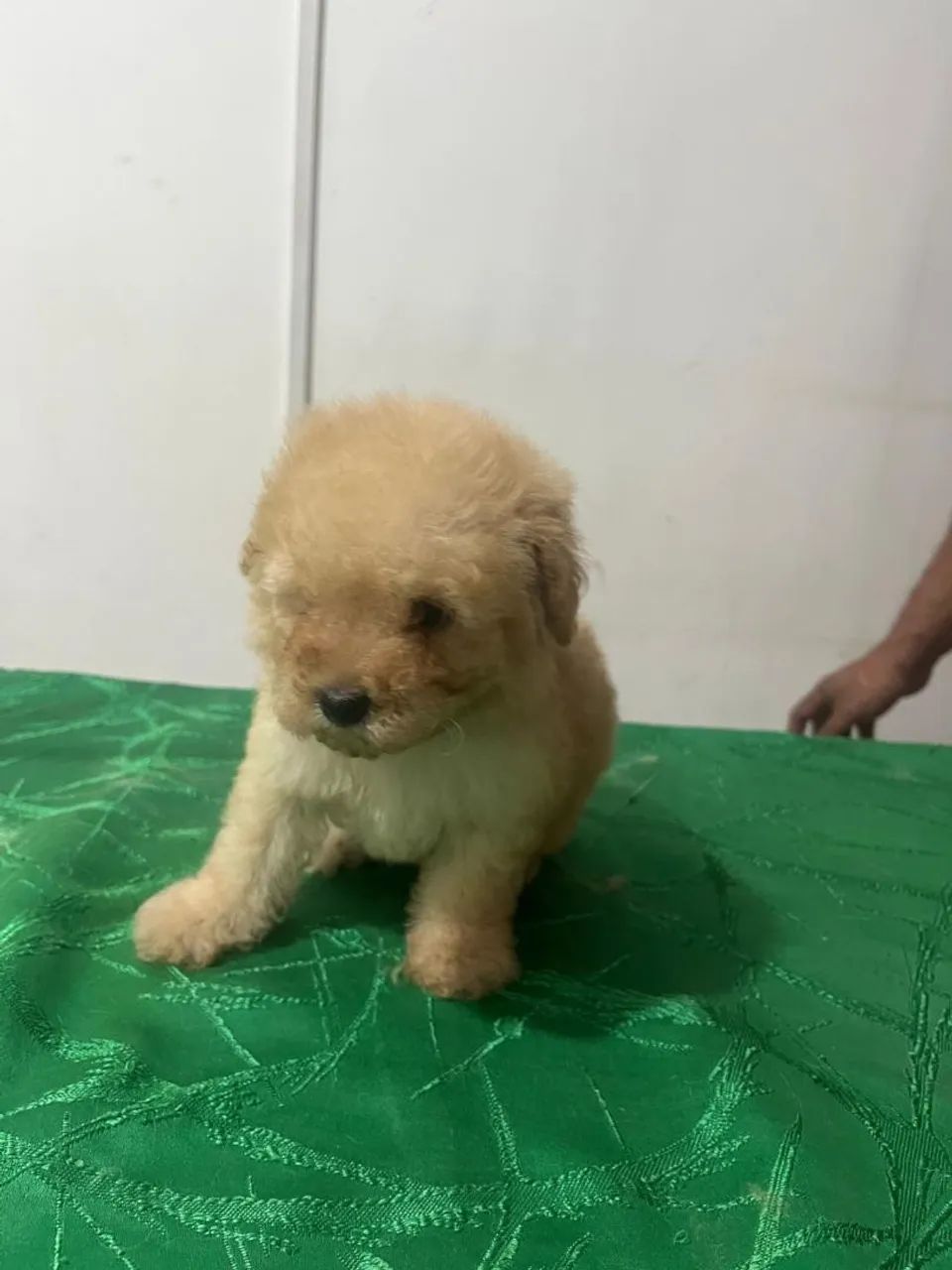 Poodle  - Foto 3