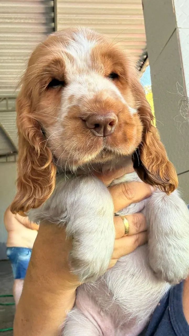 Cocker Spaniel Inglês - Um amor em cada lambida 