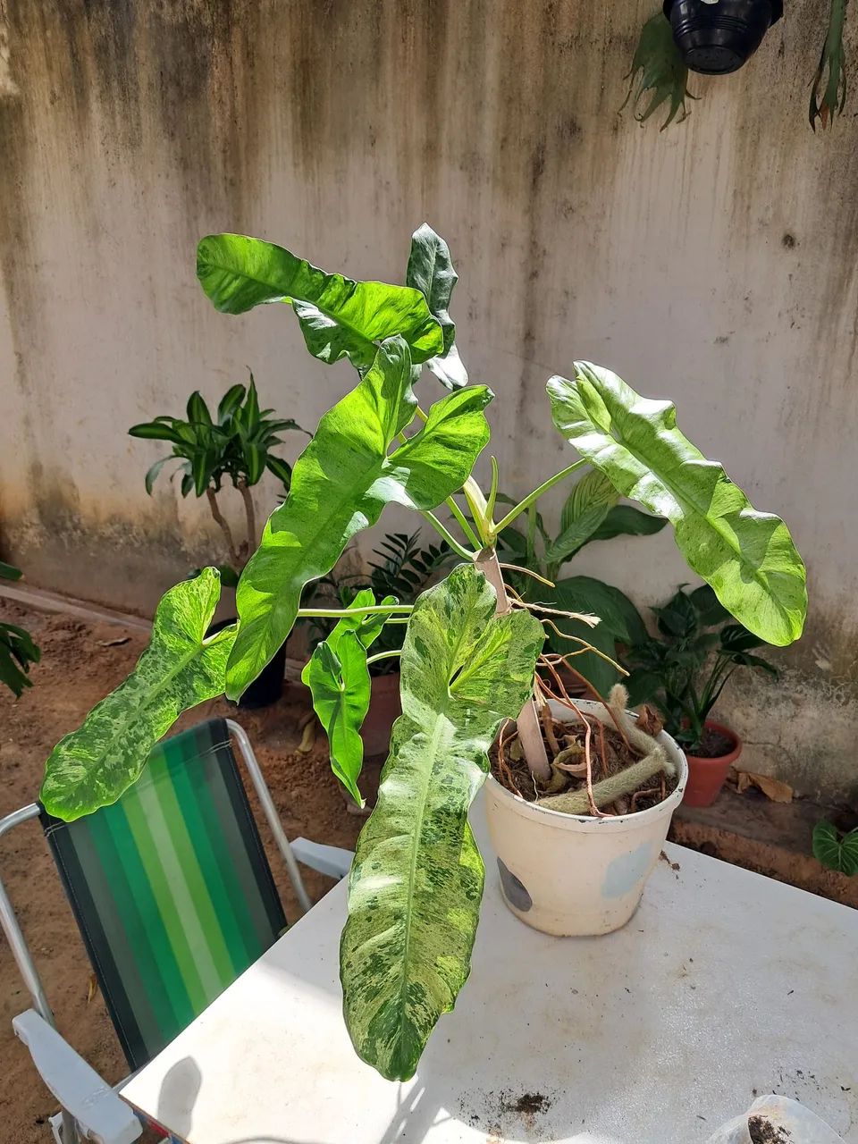 Planta  - Foto 4