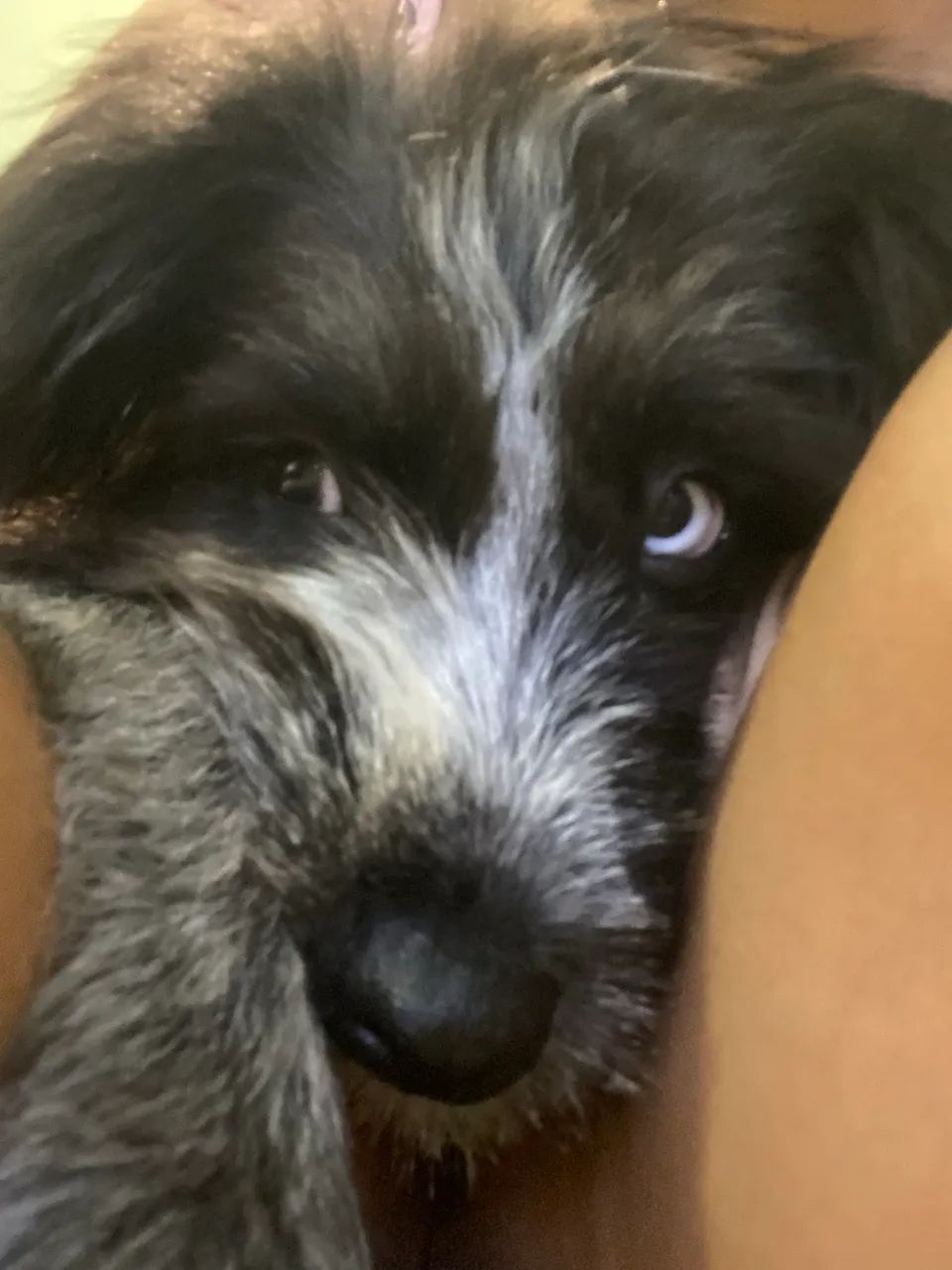 Cachorra para adoção  - Foto 5