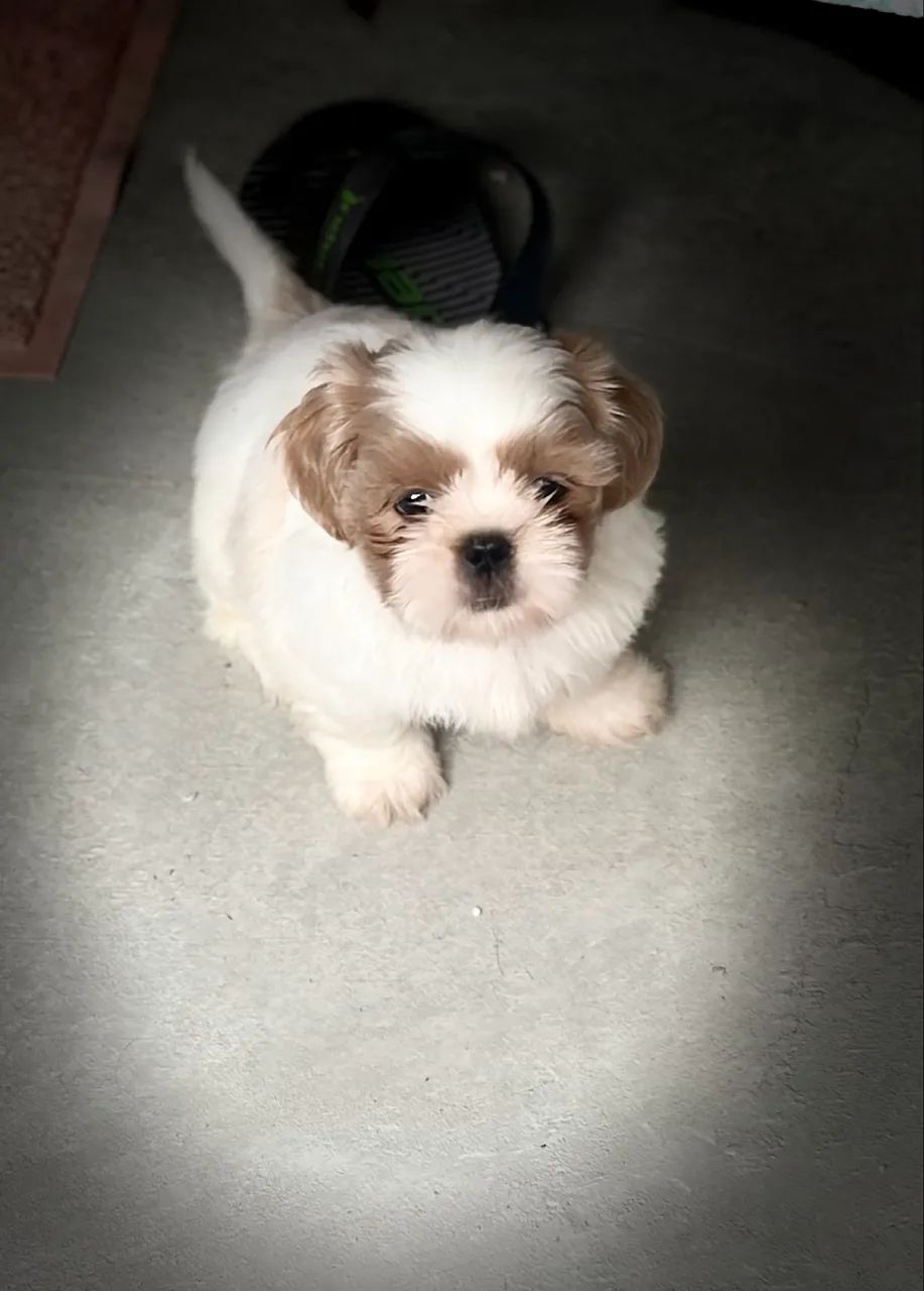 Filhotes de shihtzu macho - Foto 5