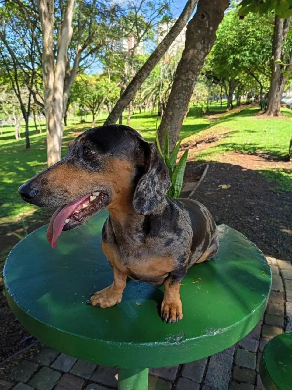 Dacshund procura namorada - Foto 2