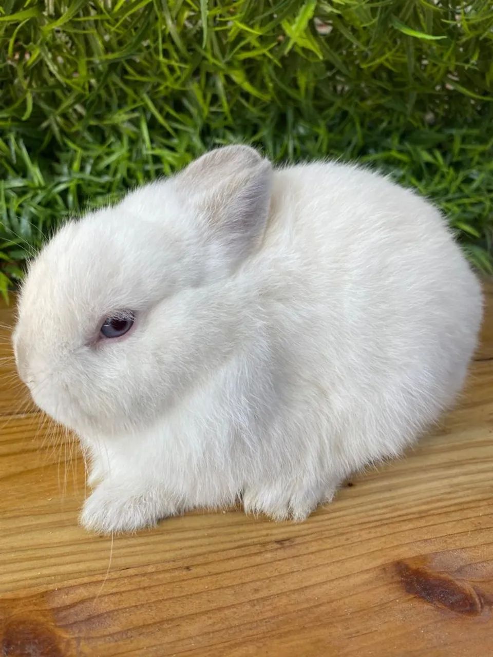 Coelho anão netherland dwarf - Foto 3