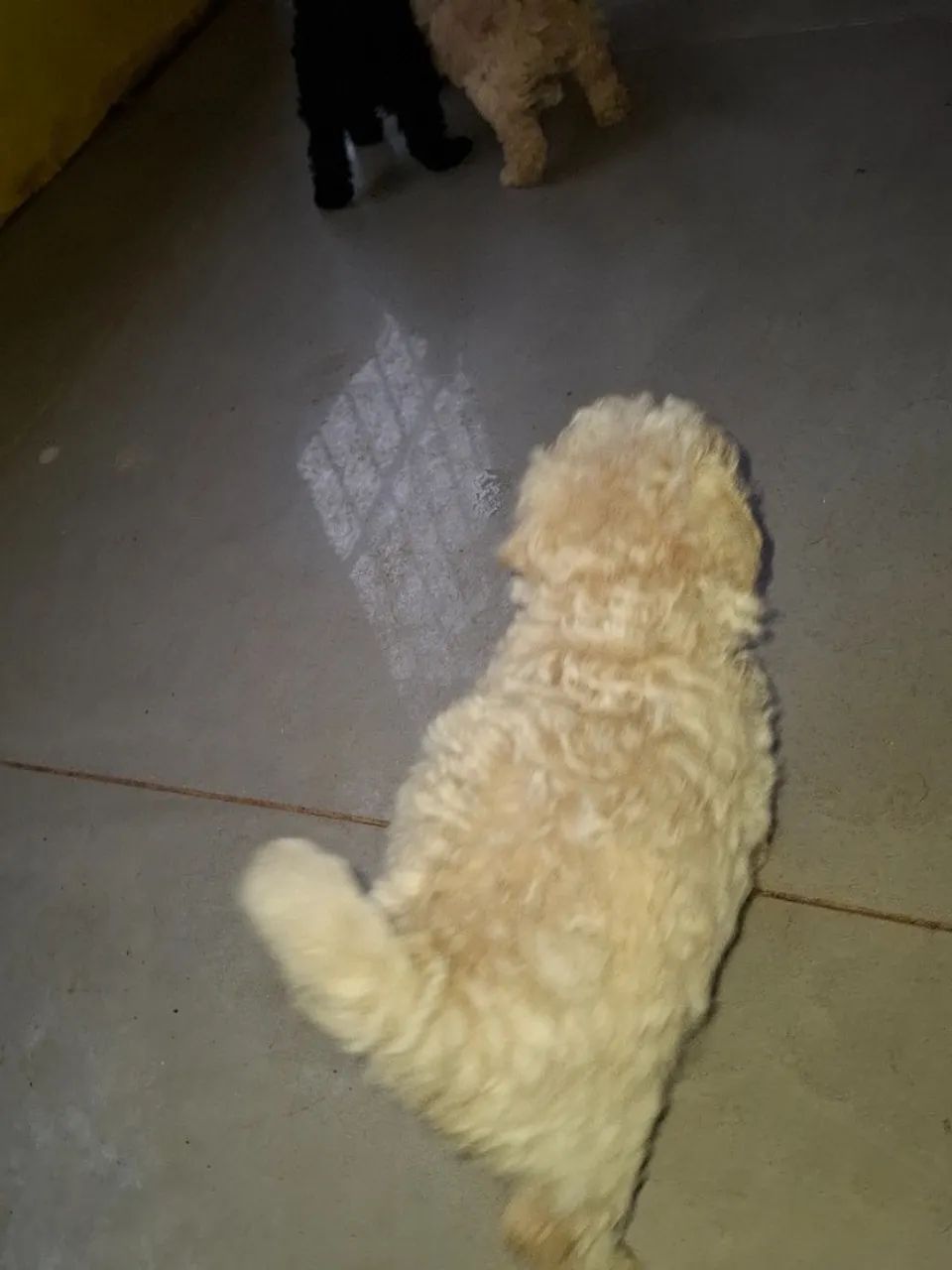 Filhote de poodle - Foto 5