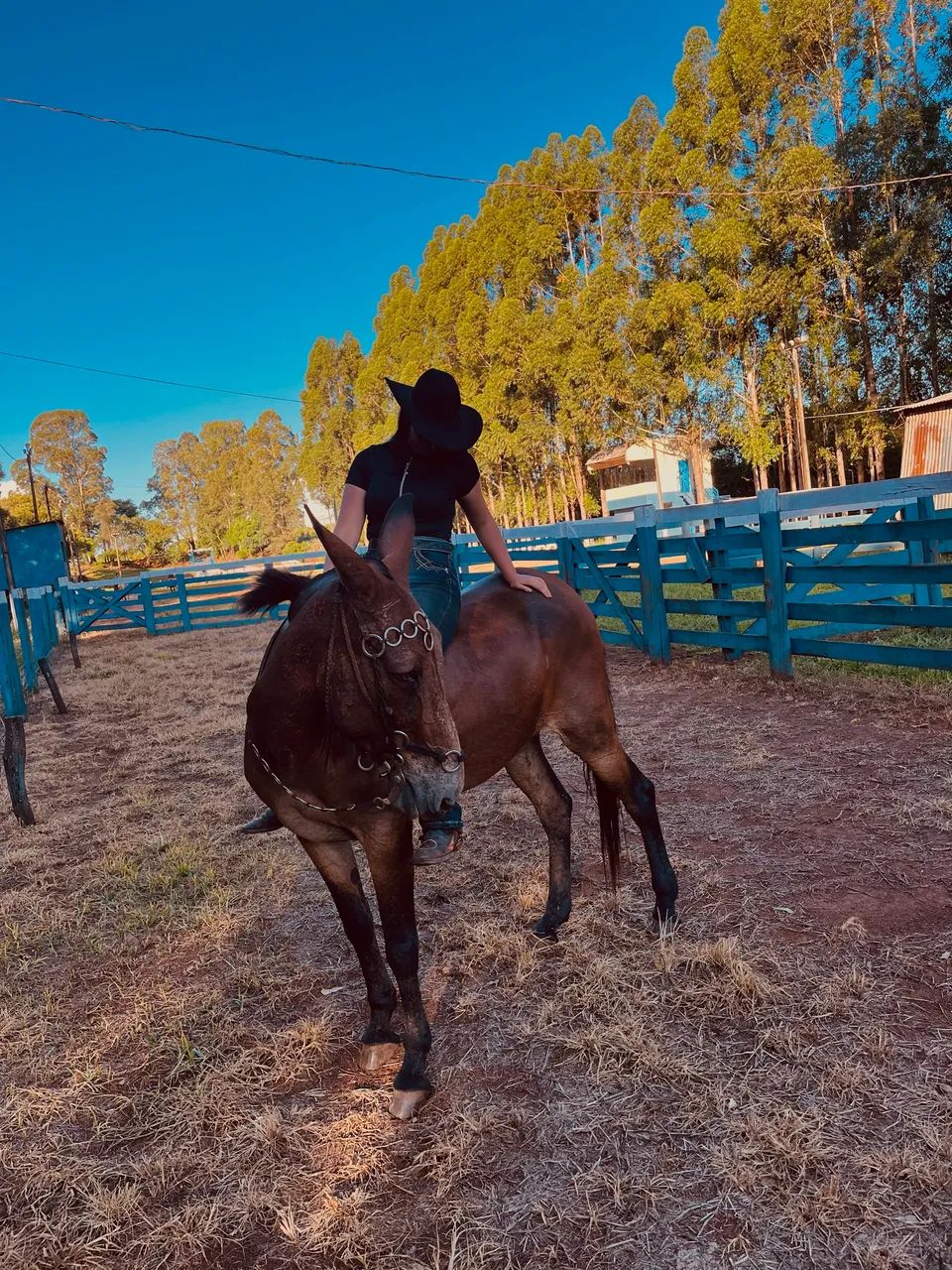burro manso e bem domado a venda - Foto 2