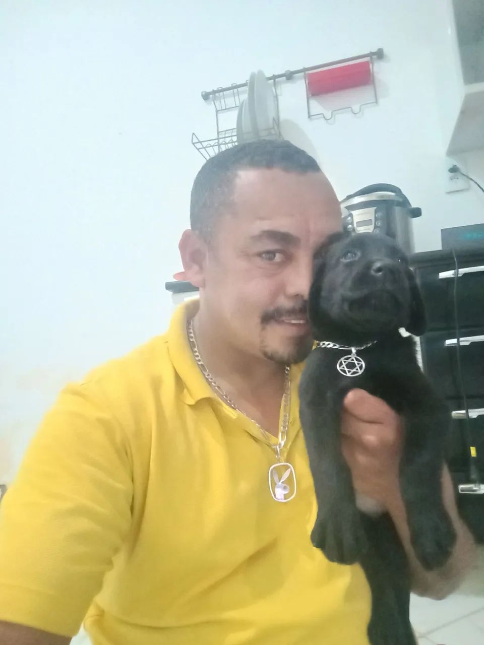 Labrador Retriever  - Foto 4