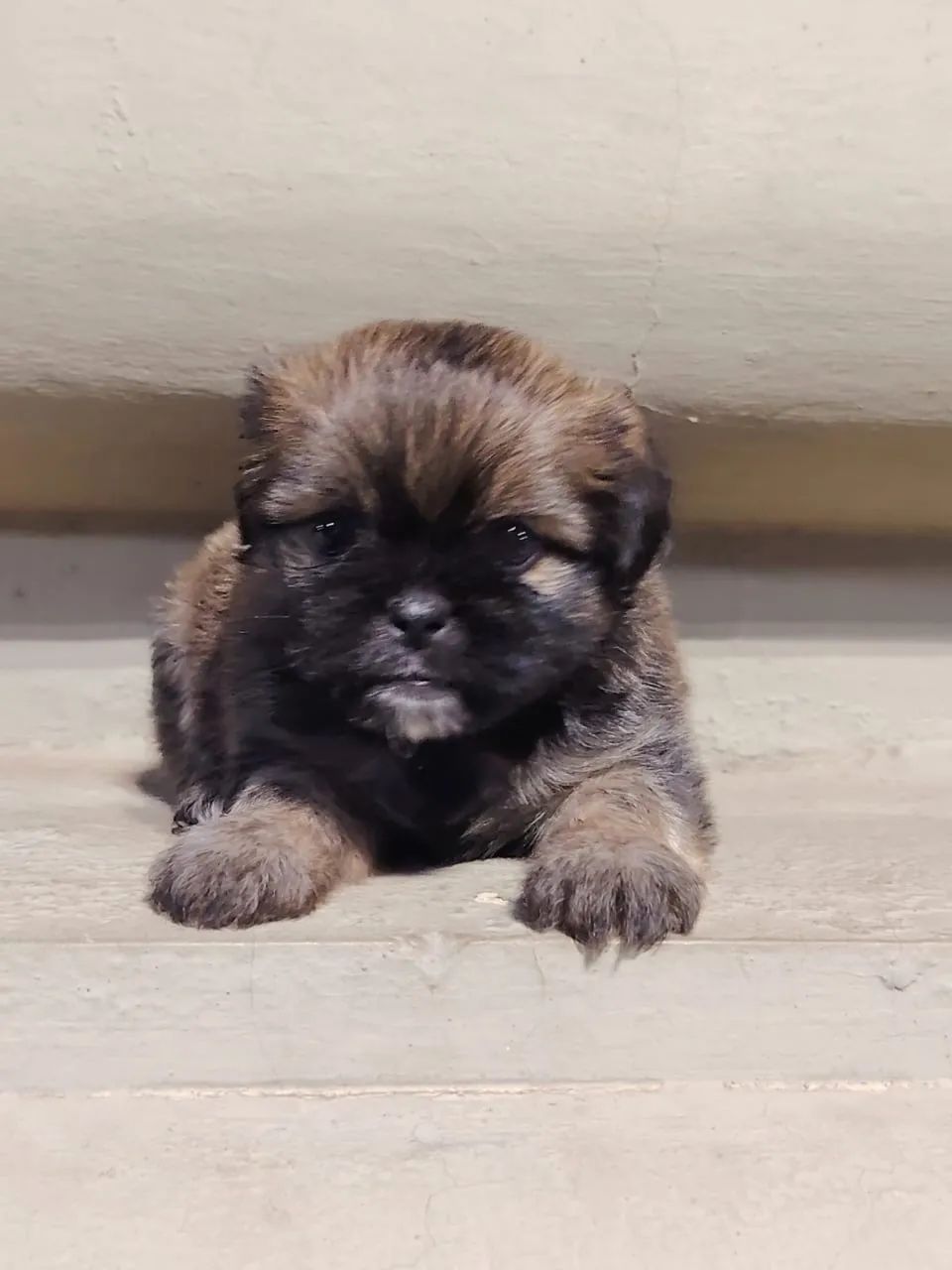 Shih tzu  - Foto 3