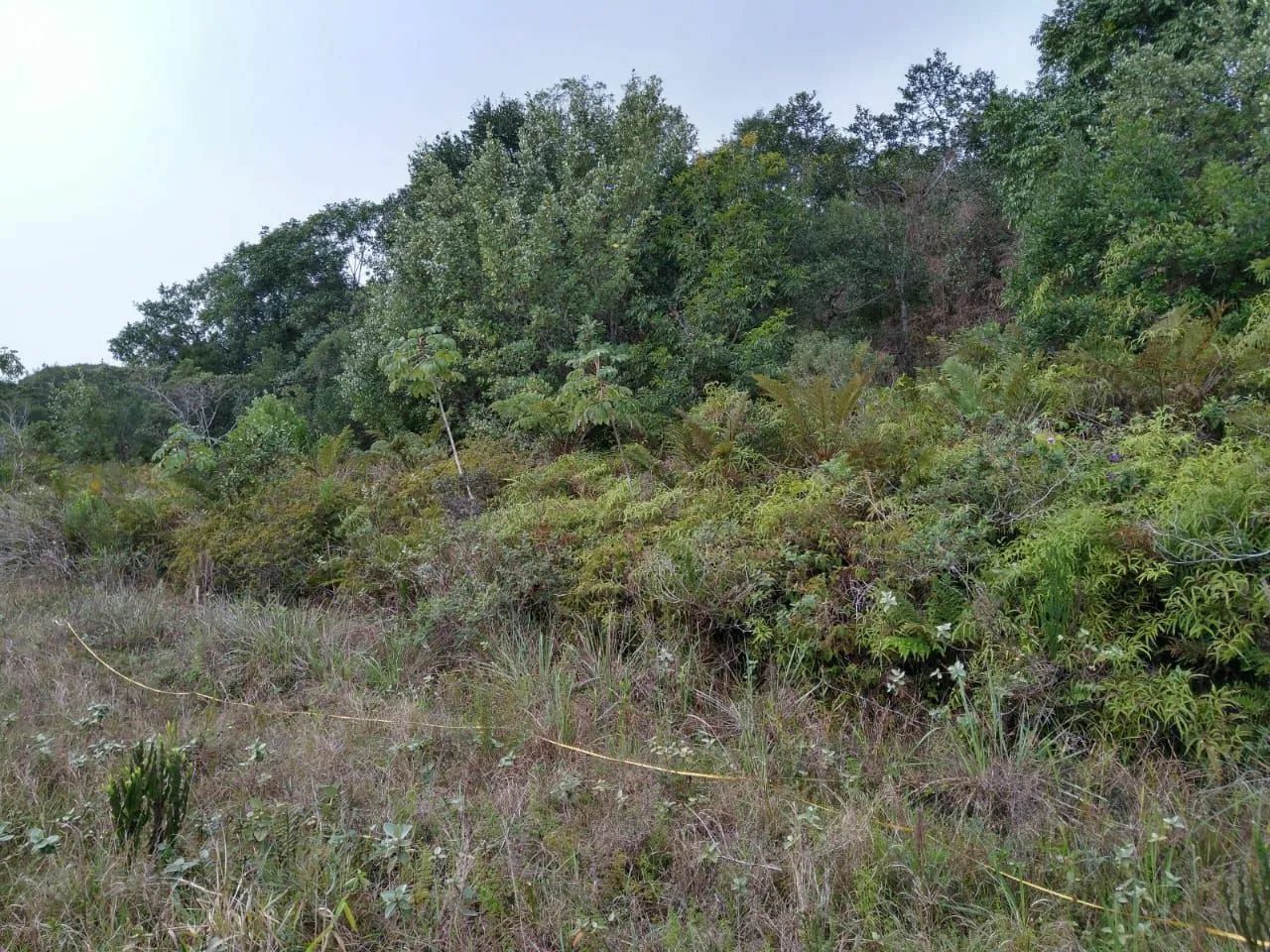 Terreno cidade de cananeia  - Foto 3