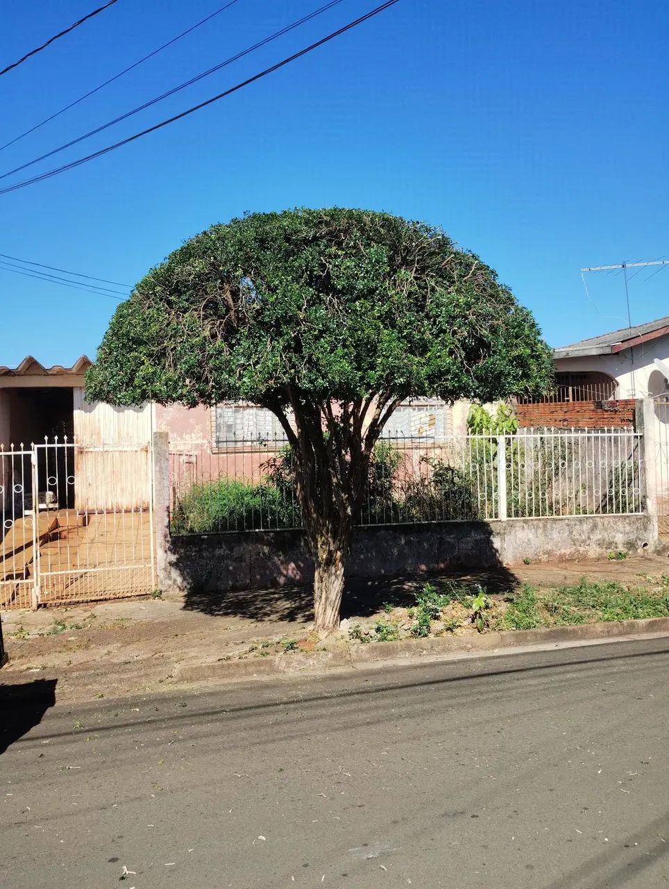 Jardinagem  - Foto 4