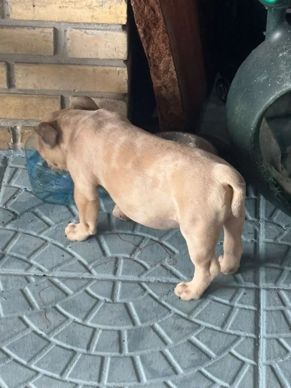 Américan  bully, micro.  3 meses.  Valor: 2,500$ - Foto 3