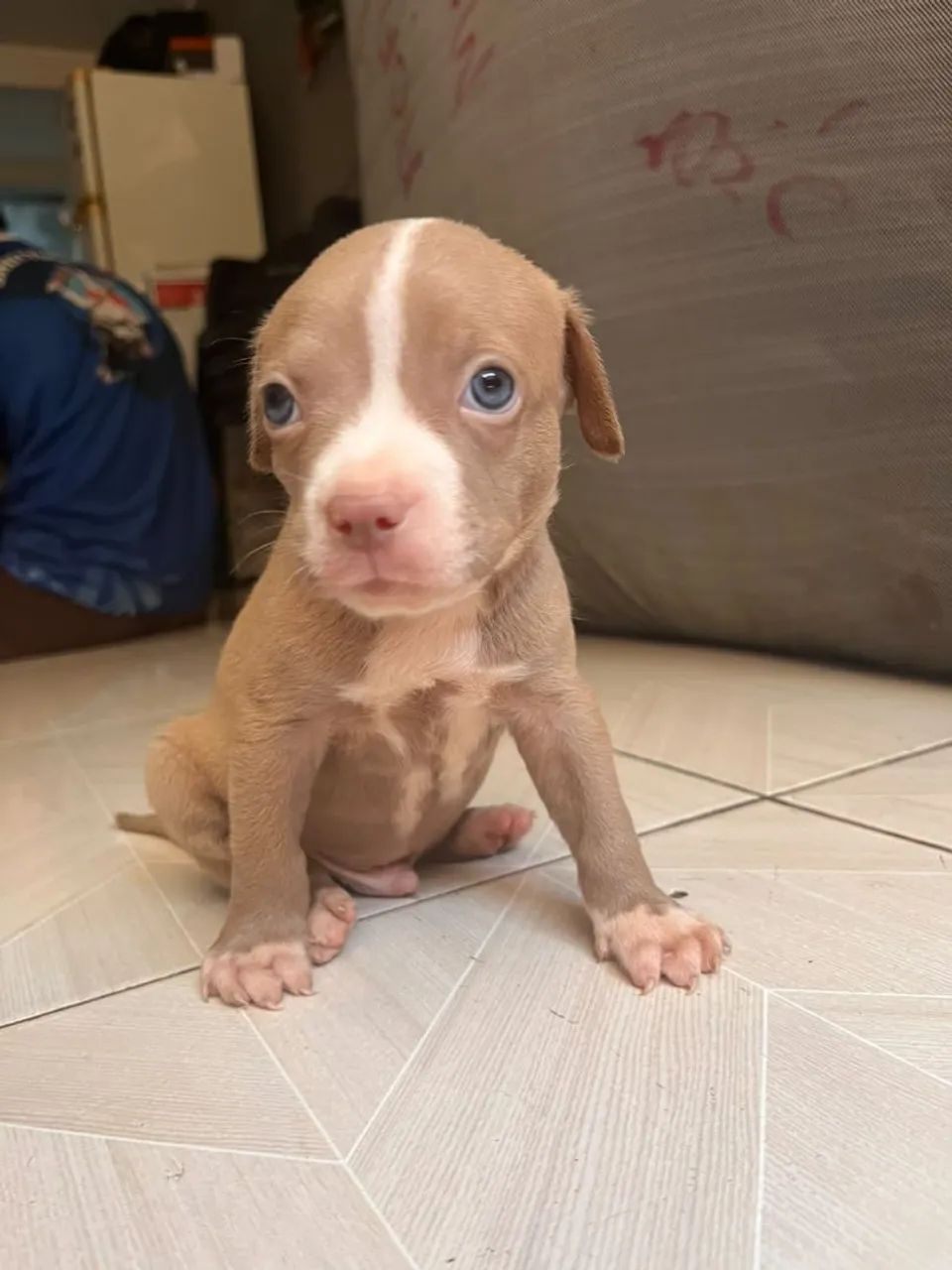 Filhotes de Pitbull  - Foto 3
