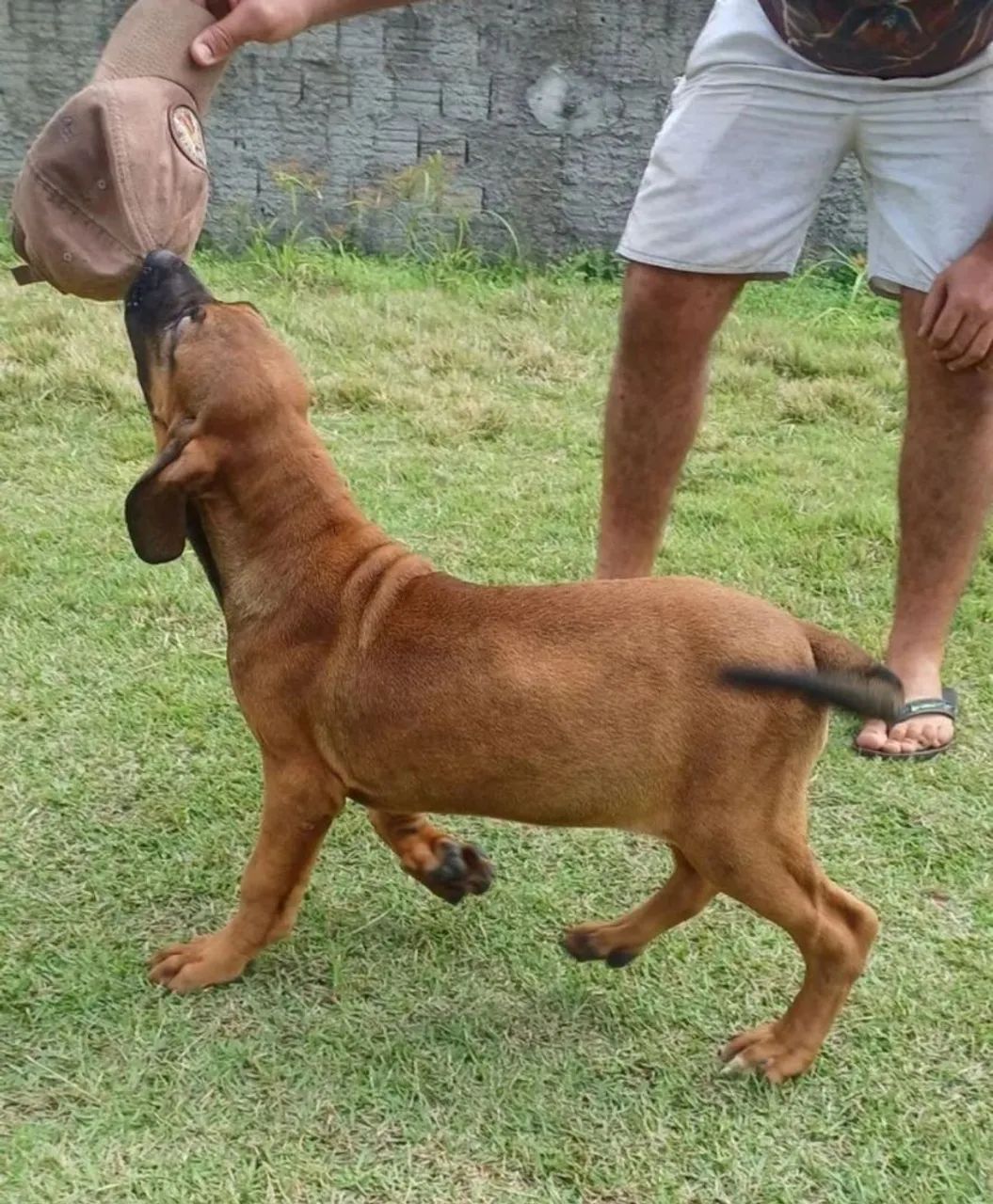Fila brasileiro  - Foto 4