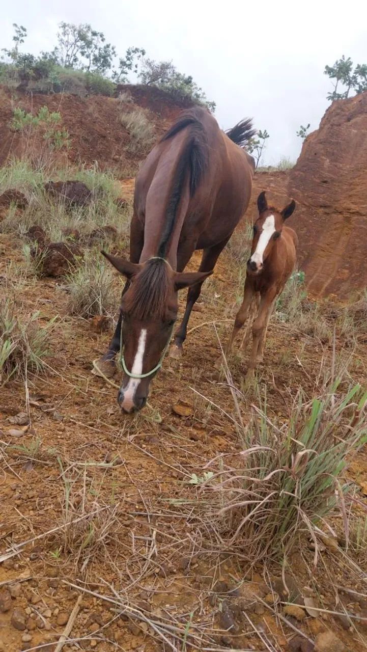 Egua com a polda pra venda ou pego ganbira também.  - Foto 2